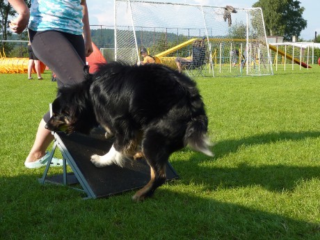 14. nesměl chybět ani flyball.jpg